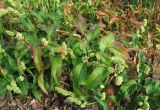 Persicaria scabra