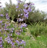 Nepeta sibirica. Соцветие. Тува, степной район, нижнее течение Бий-Хема. 11.08.2011.