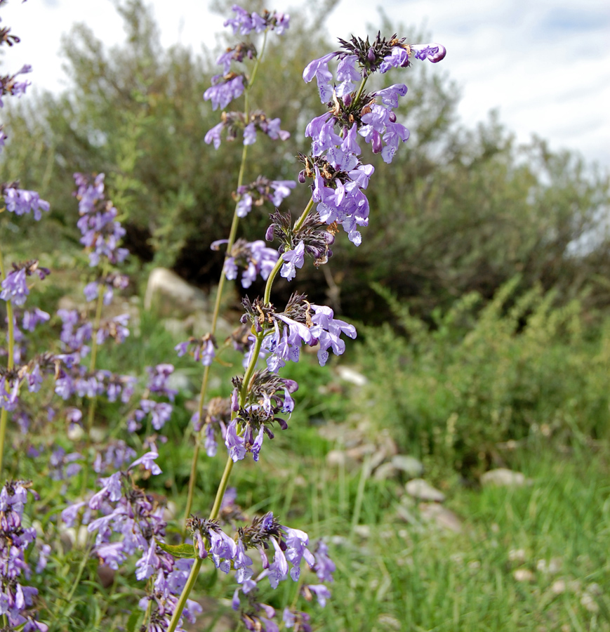 Изображение особи Nepeta sibirica.