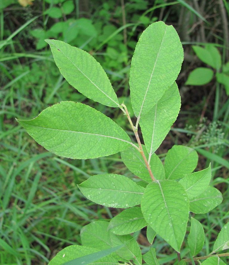 Image of Salix × ludificans specimen.