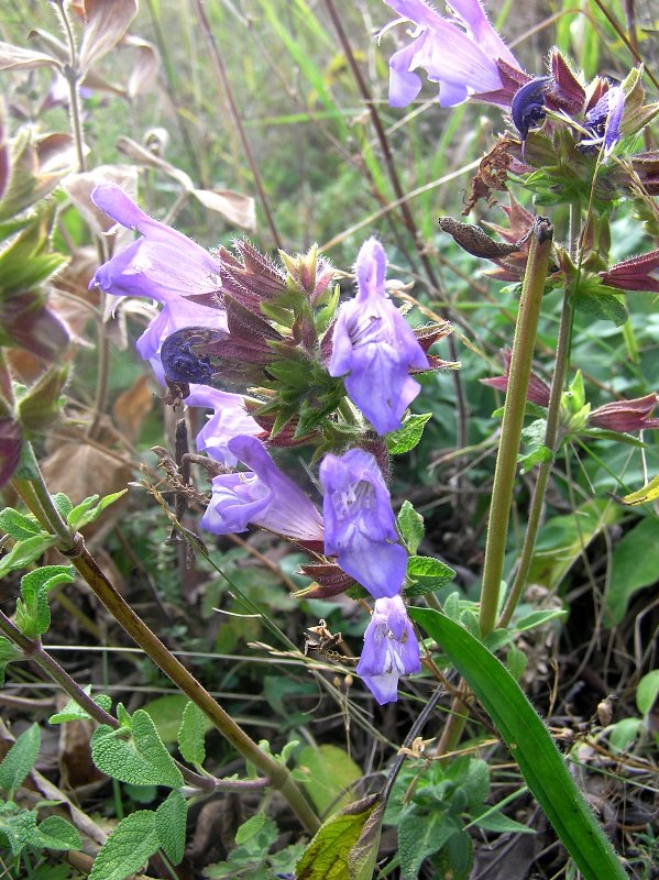 Изображение особи Salvia tomentosa.