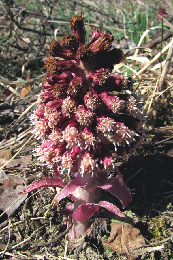 Image of Petasites hybridus specimen.