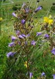 Campanula sibirica. Соцветие отцветающего растения. Ростовская обл., Куйбышевский р-н, окр. с. Лысогорка, на меловом склоне. 17.07.2011.