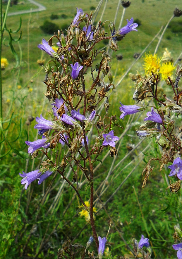 Изображение особи Campanula sibirica.