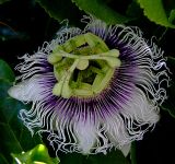 Passiflora edulis. Цветок. Израиль, Шарон, окр. г. Герцлия, живая изгородь вокруг апельсинового сада. 21.04.2009.