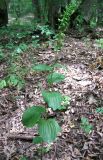 Epipactis helleborine