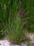 Holcus lanatus