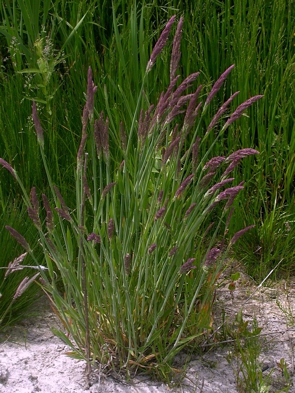 Изображение особи Holcus lanatus.