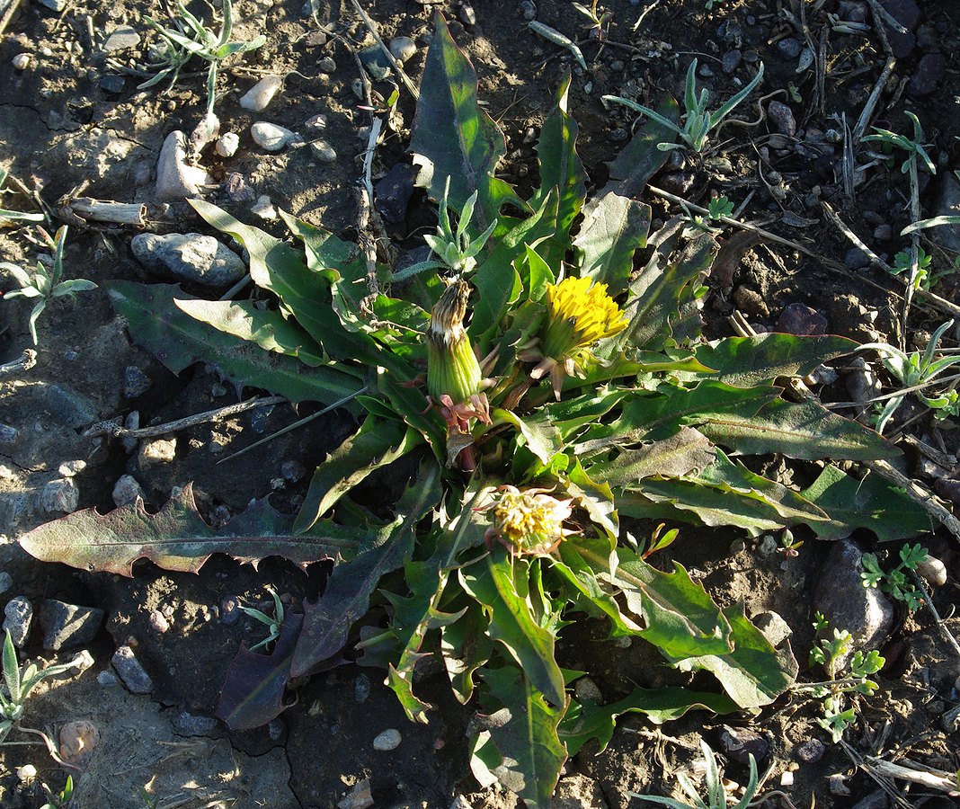 Изображение особи род Taraxacum.