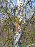 Betula pendula