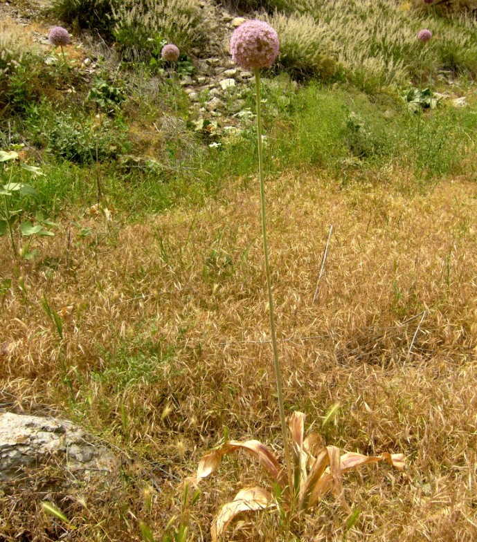 Изображение особи Allium giganteum.