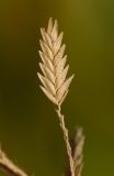 Eragrostis bipinnata