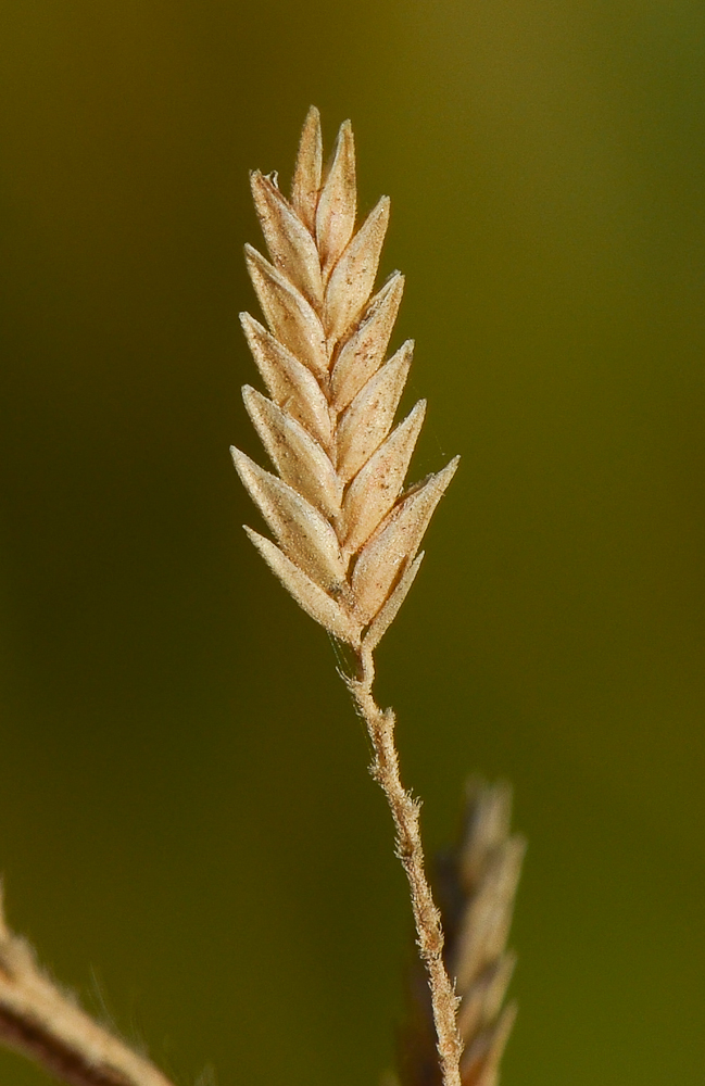 Изображение особи Eragrostis bipinnata.