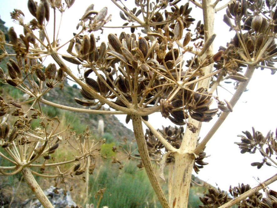 Image of Ferula galbaniflua specimen.