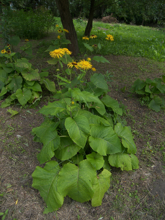 Изображение особи Telekia speciosa.