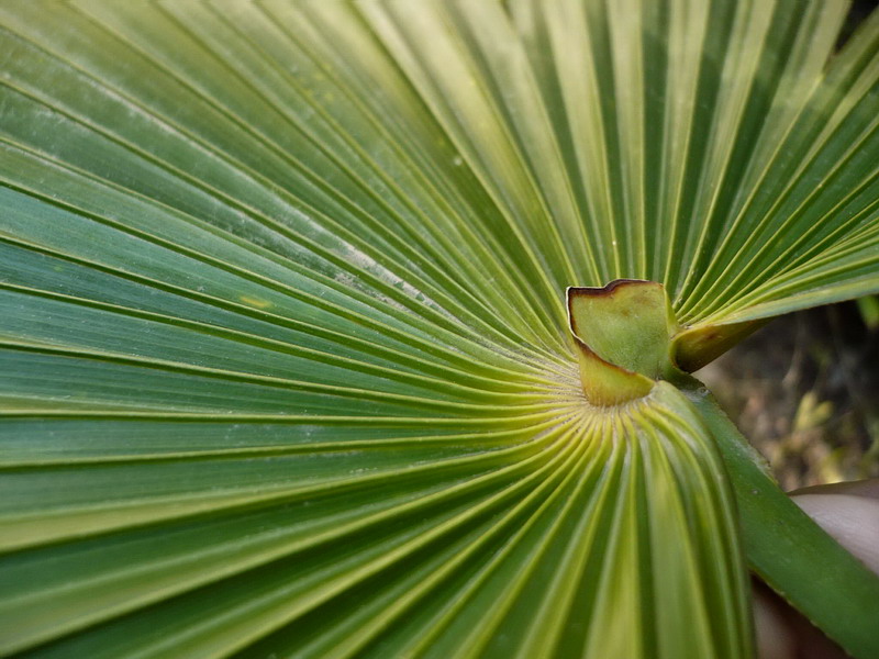 Image of Trachycarpus fortunei specimen.