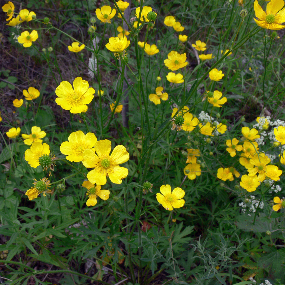 Изображение особи Ranunculus polyanthemos.