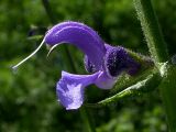 Salvia pratensis. Цветок длиной около 4 см и бутоны - с листьями прицветника и фрагментом основного цветоносного стебля. Киев, Старый сосняк на берегу Святошинского озера, 29 мая 2008 г.