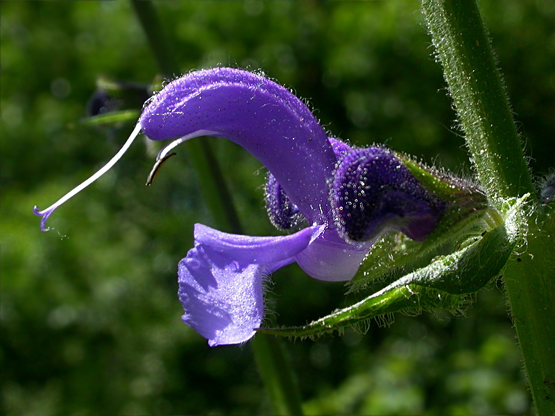 Изображение особи Salvia pratensis.