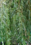 Salix babylonica. Ветви крупного дерева. Астраханская обл., Камызякский р-н, берег р. Гандурино у переправы возле с. Образцово-Травино. 17.08.2011.