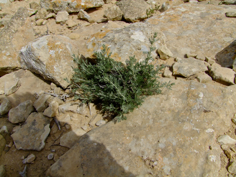 Изображение особи Artemisia sieberi.