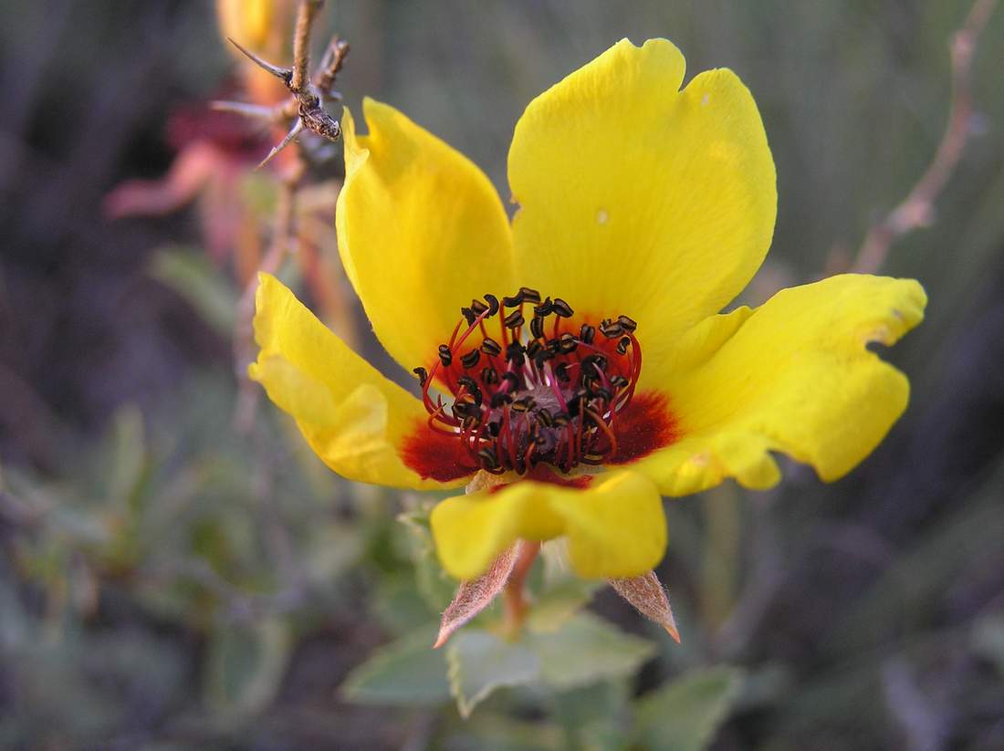 Изображение особи Rosa berberifolia.