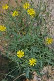 Crepis flexuosa