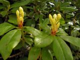 Rhododendron aureum. Верхушки побегов с с нераспустившимися соцветиями. Хабаровский край, Ванинский р-н, перевал Шумный. 10.06.2005.