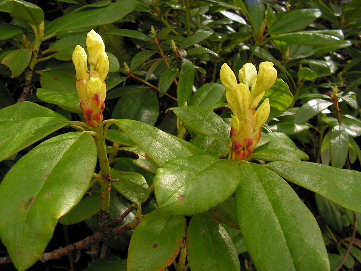 Image of Rhododendron aureum specimen.