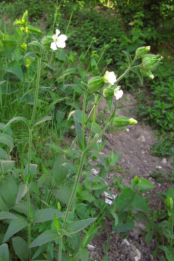 Изображение особи Melandrium latifolium.