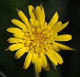 Tragopogon pratensis. Соцветие. Московская обл., Истринский р-н, Павловская Слобода. 18.06.2008.