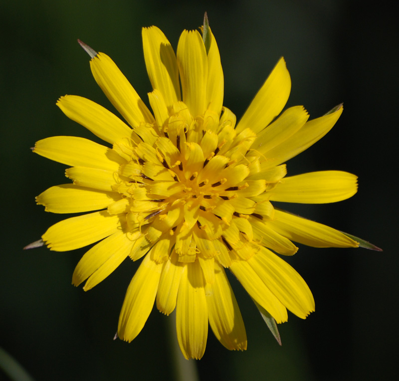 Image of Tragopogon pratensis specimen.