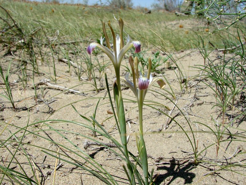 Image of Iris longiscapa specimen.