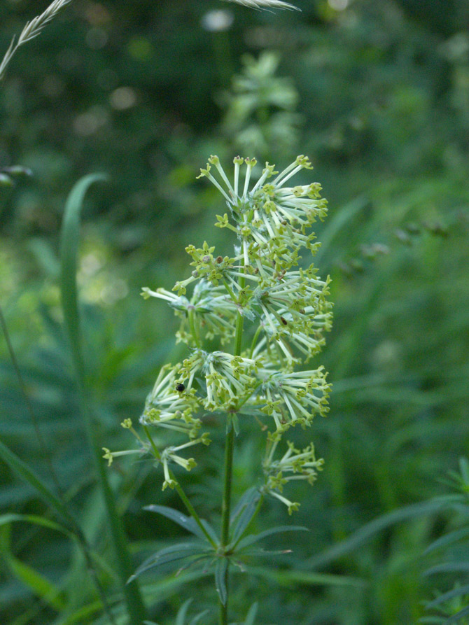 Изображение особи Asperula molluginoides.