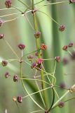 Alisma plantago-aquatica