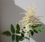 Aruncus dioicus