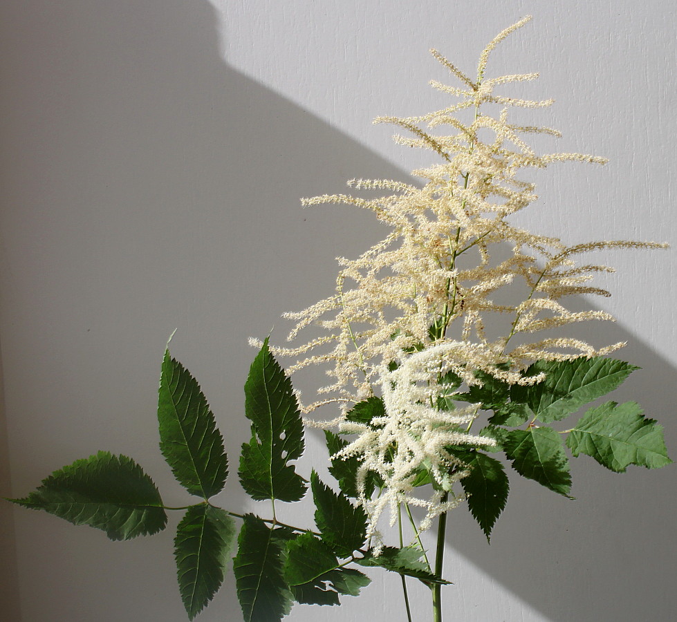 Image of Aruncus dioicus specimen.