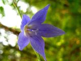 Campanula turczaninovii. Цветок. Республика Саха (Якутия), Томпонский р-н, с. Кескил. 03.07.2012.