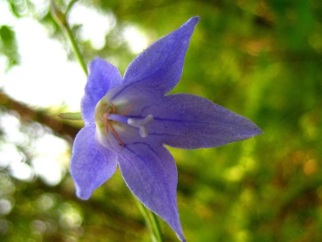 Image of Campanula turczaninovii specimen.