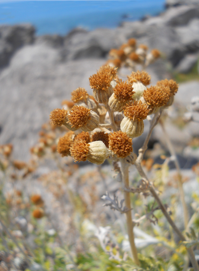 Изображение особи Senecio cineraria.