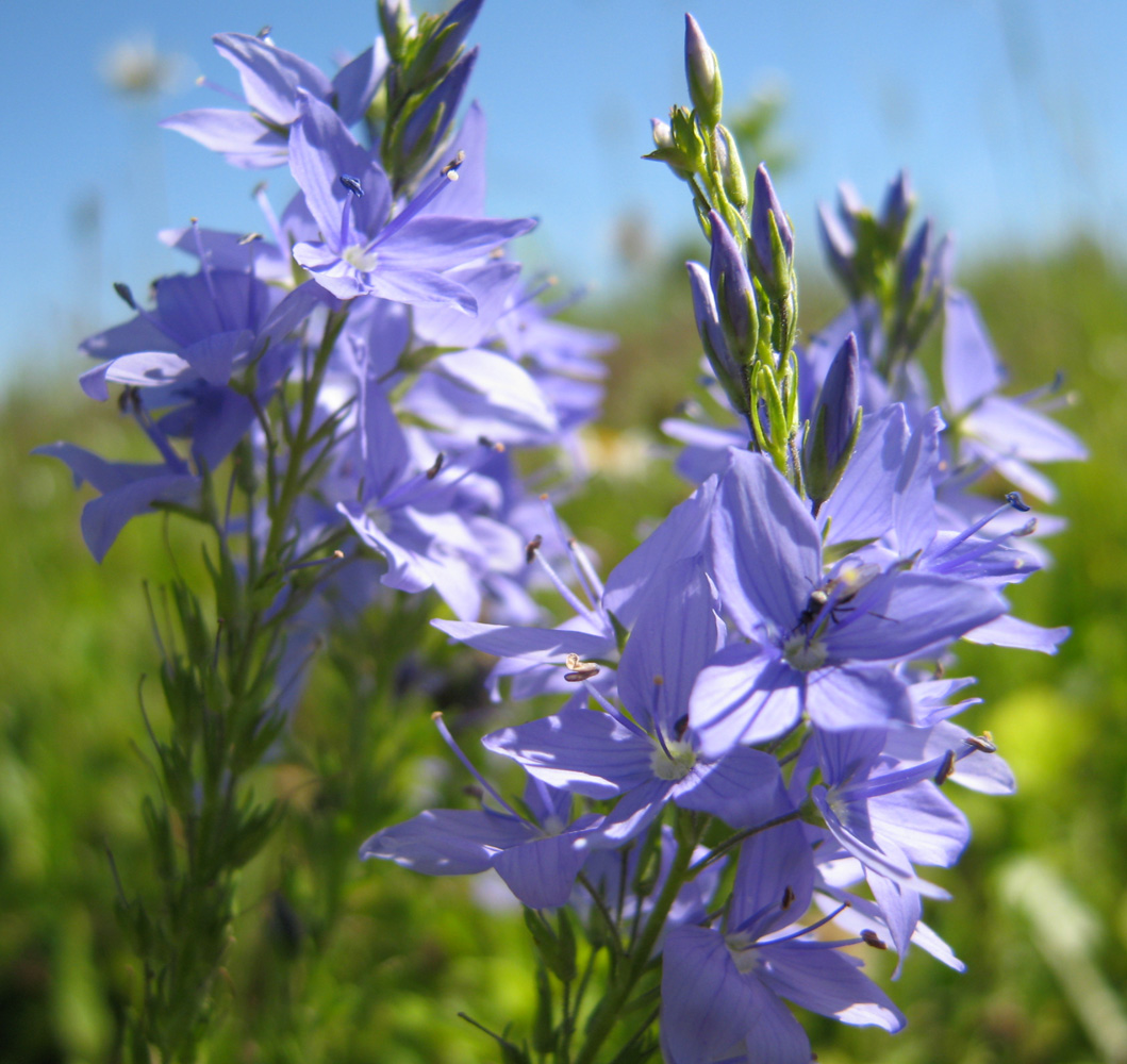 Image of Veronica teucrium specimen.