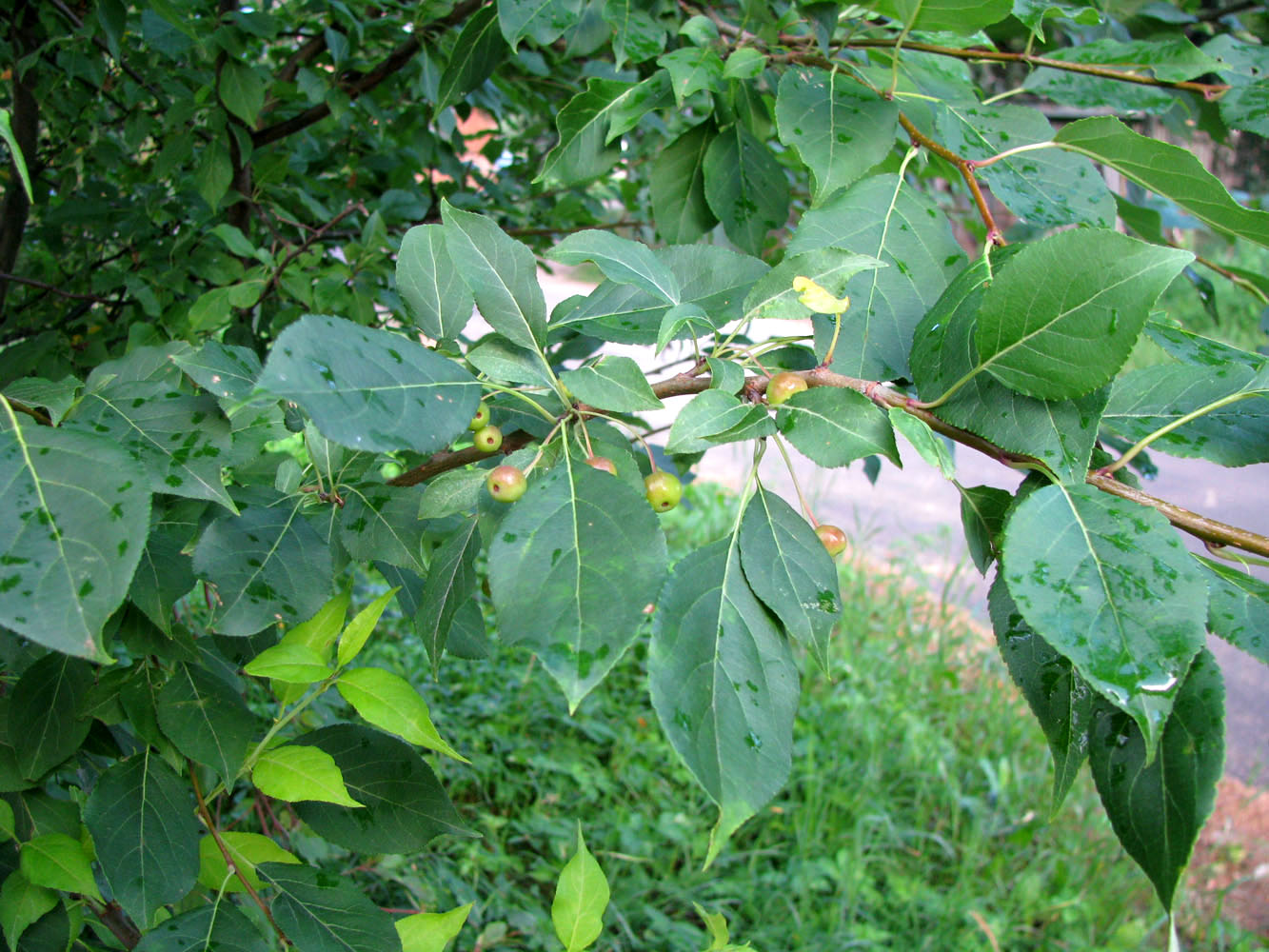 Image of Malus baccata specimen.