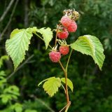 Rubus idaeus. Верхушка побега со зрелыми плодами. Смоленская обл., Смоленский р-н, окр. пос. Каспля, нижняя часть склона моренной гряды. 22.07.2012.