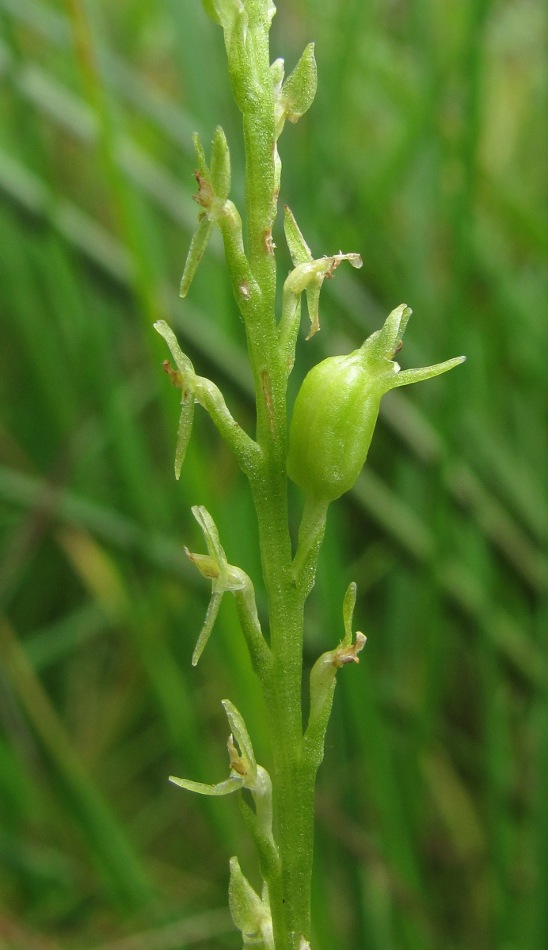 Image of Hammarbya paludosa specimen.