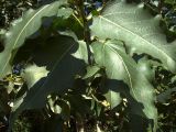 Populus laurifolia. Часть молодого побега. Курская обл., Железногорский р-н, с. Карманово, руч. Суслов. 22 июля 2007 г.