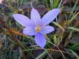 Crocus speciosus. Цветок (вид сверху). Крым, Ялтинская яйла. 8 сентября 2012 г.