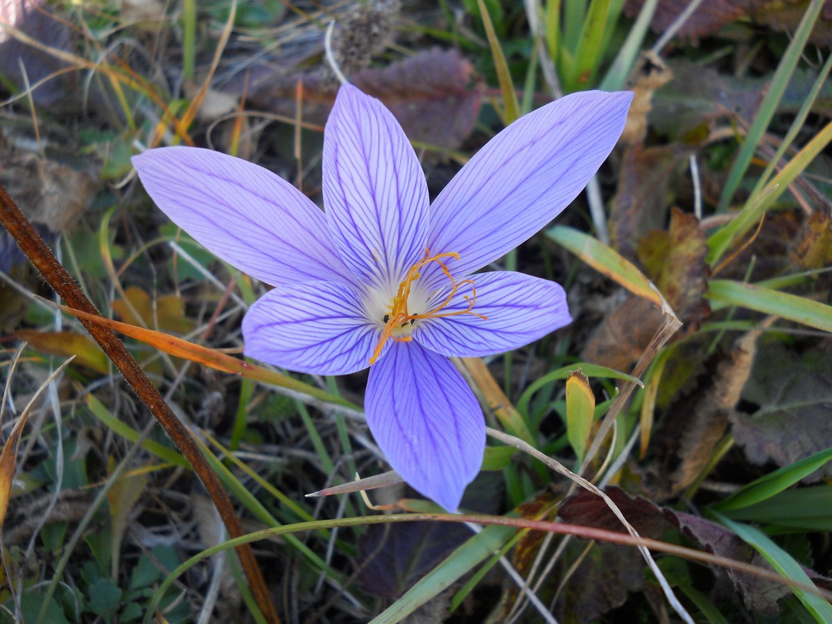 Image of Crocus speciosus specimen.