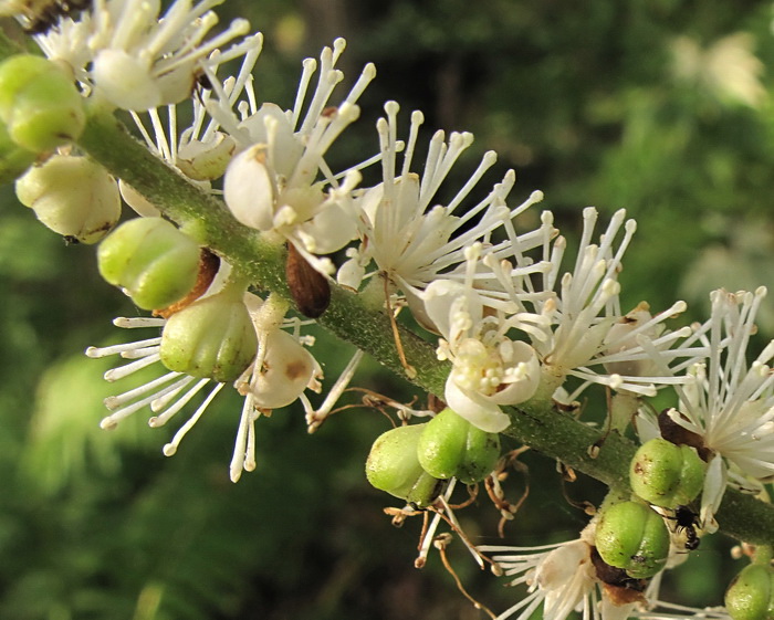 Изображение особи Cimicifuga simplex.