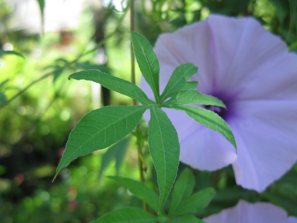 Image of Ipomoea cairica specimen.