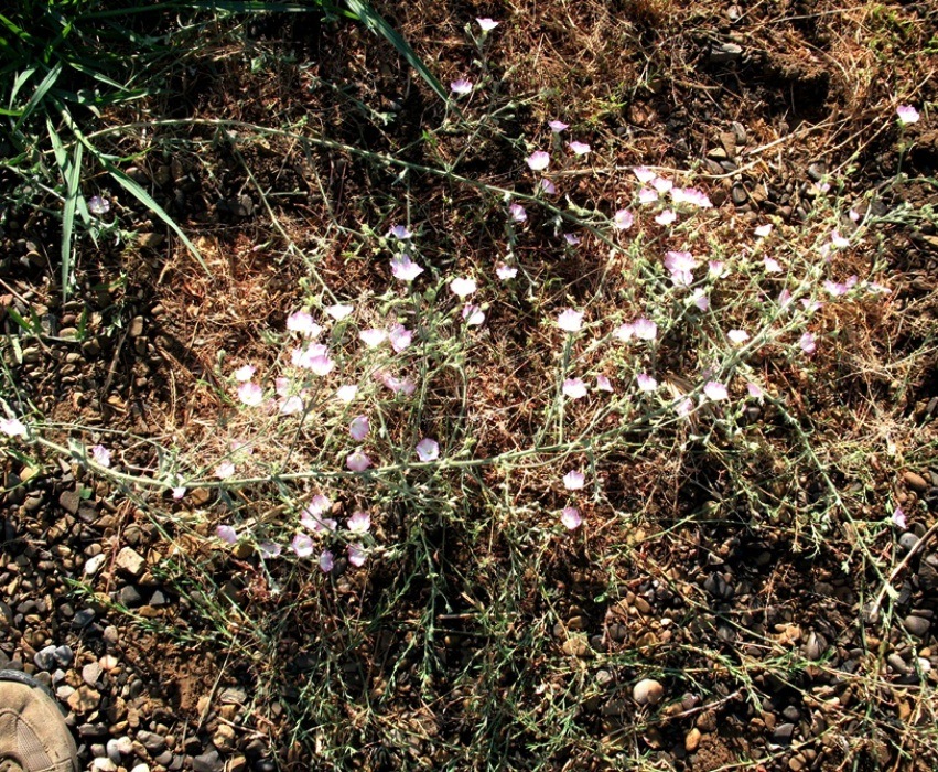 Изображение особи Convolvulus pilosellifolius.